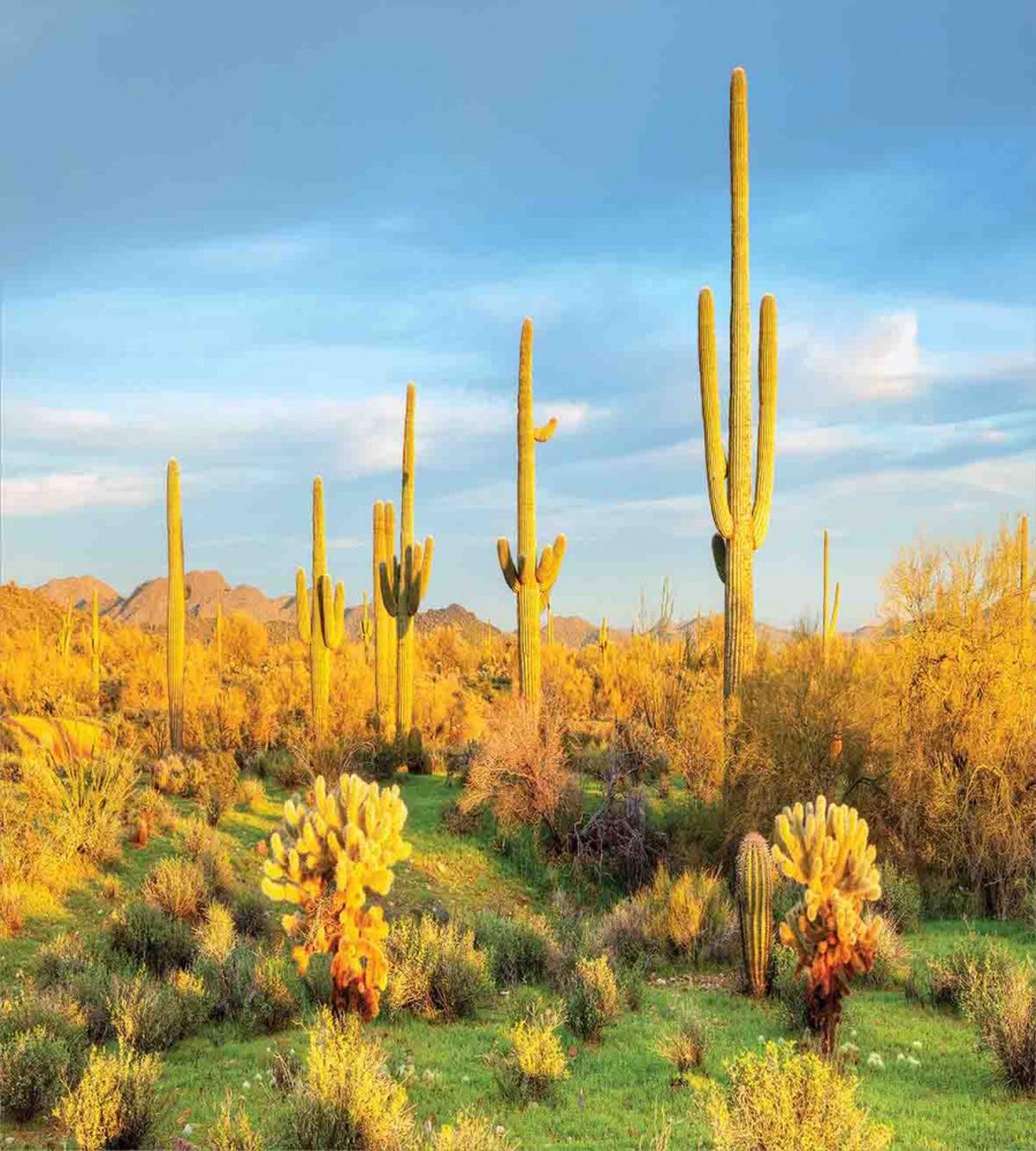 Sonoran Desert Blooms — Pattern