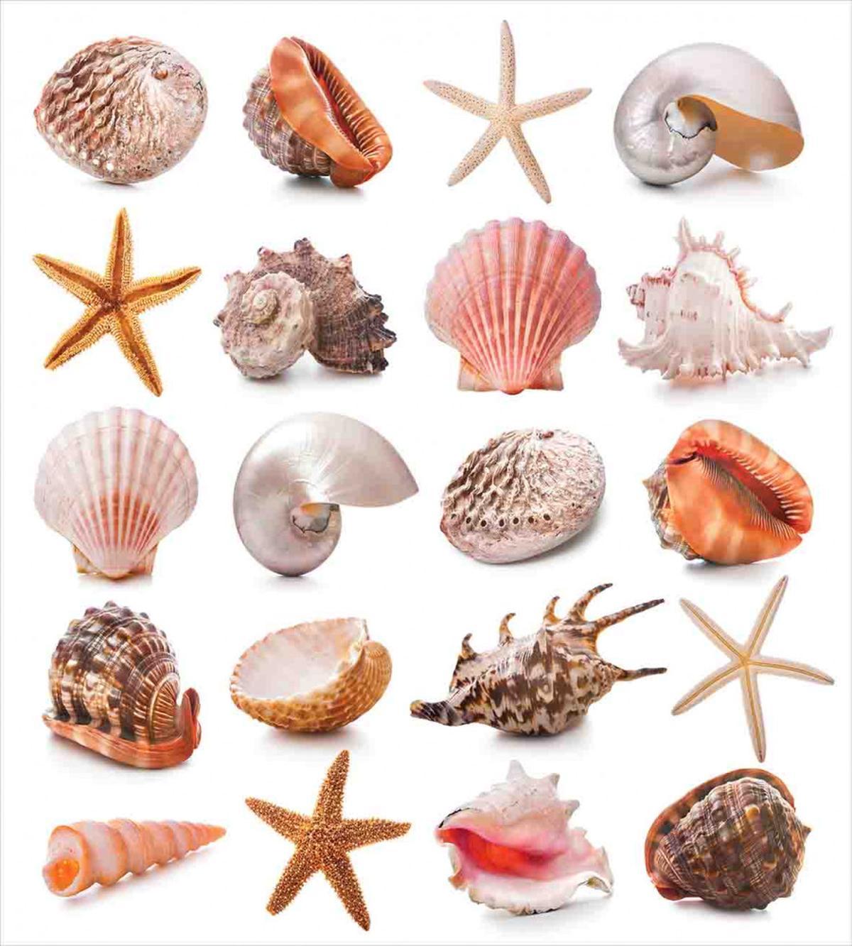Mollusk Summer Holiday — Pattern