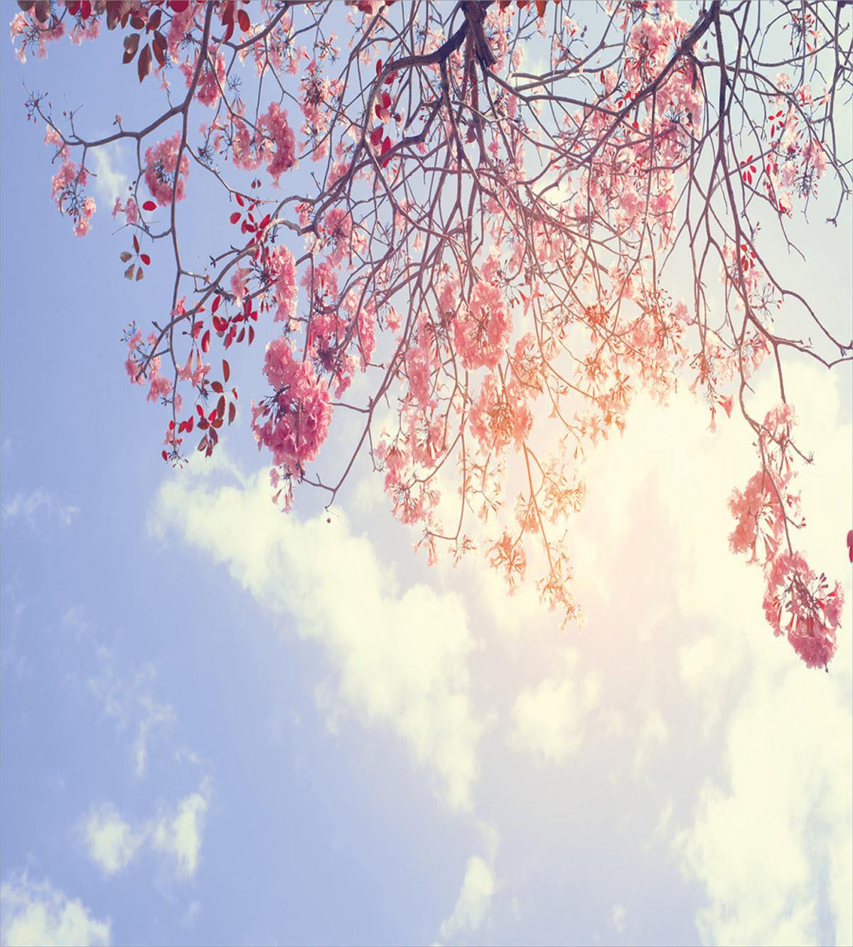 Pink Flowers Sunny Morning — Pattern