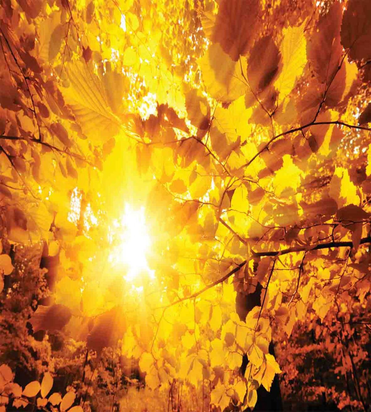 Sunbeams Leaves Trees — Pattern