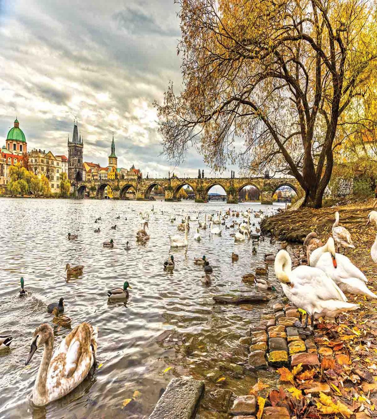 Swimming Swans in River — Pattern