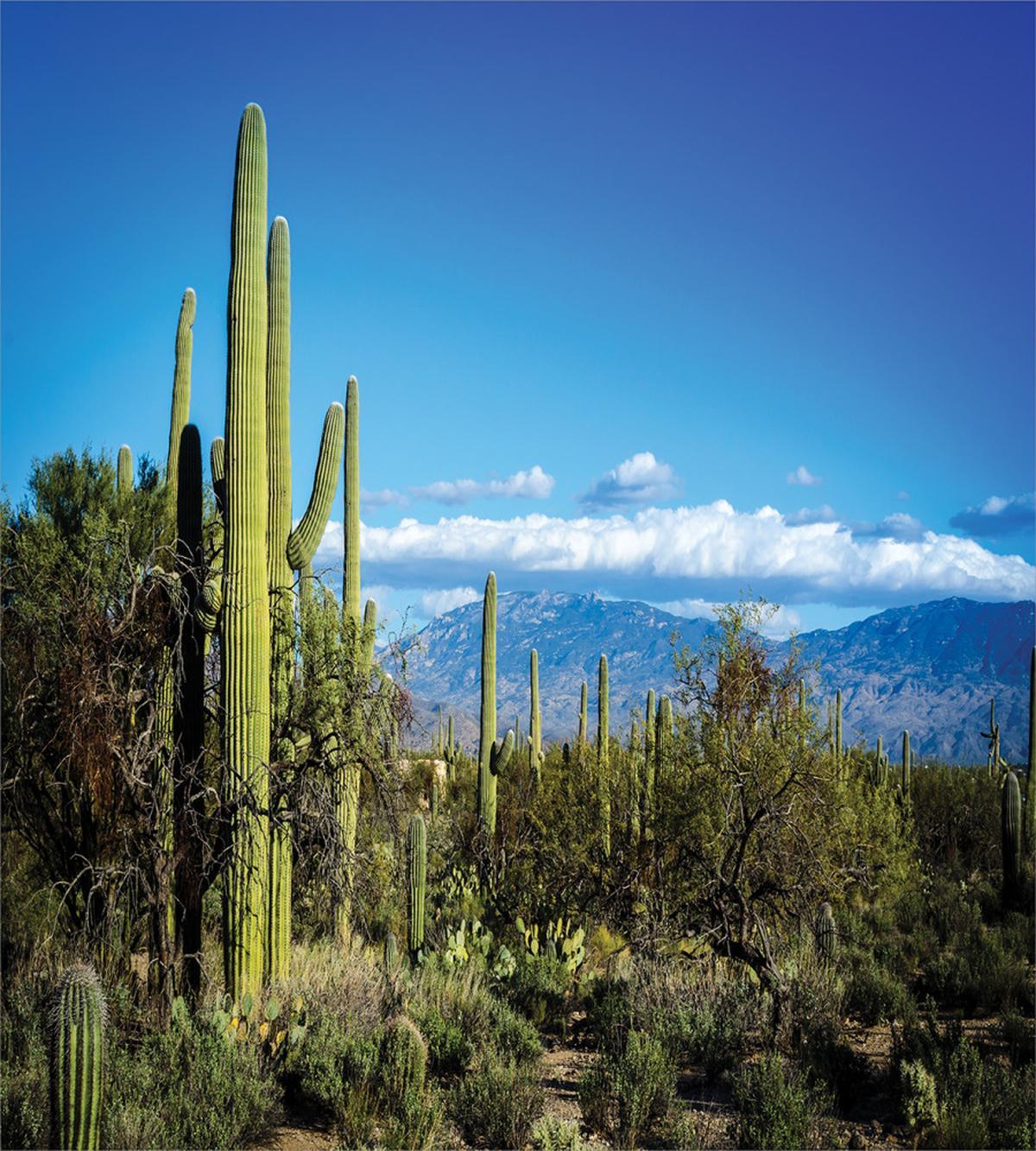 Tucson Countryside Cacti — Pattern