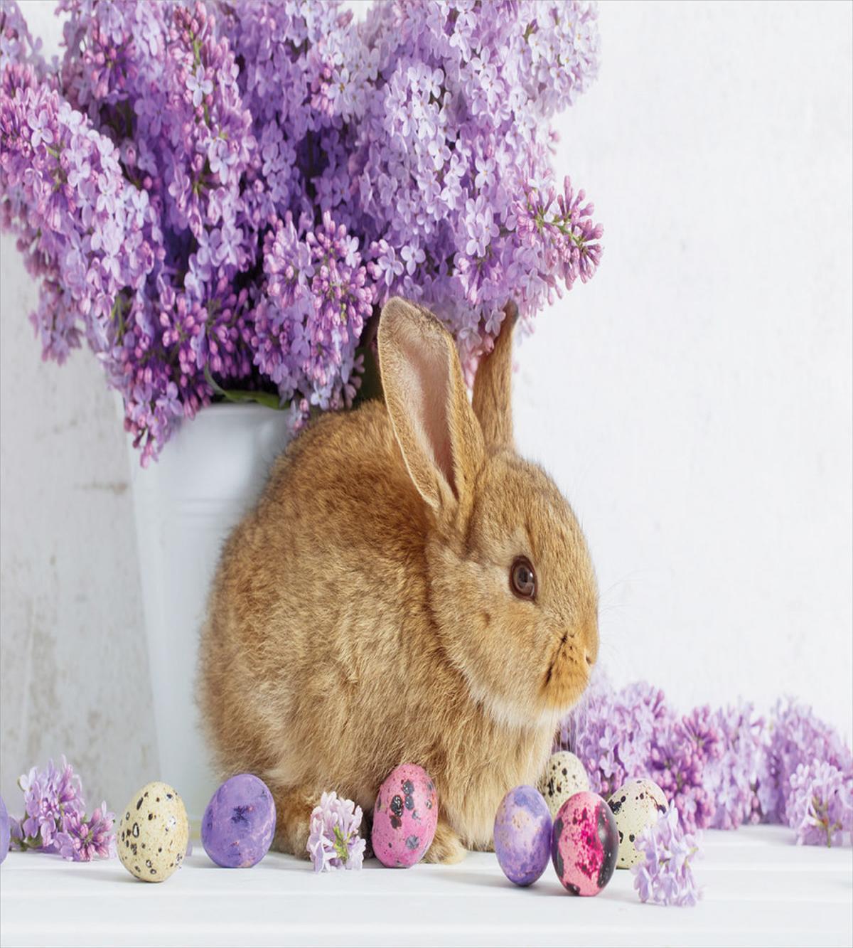 Rabbit Photo — Pattern