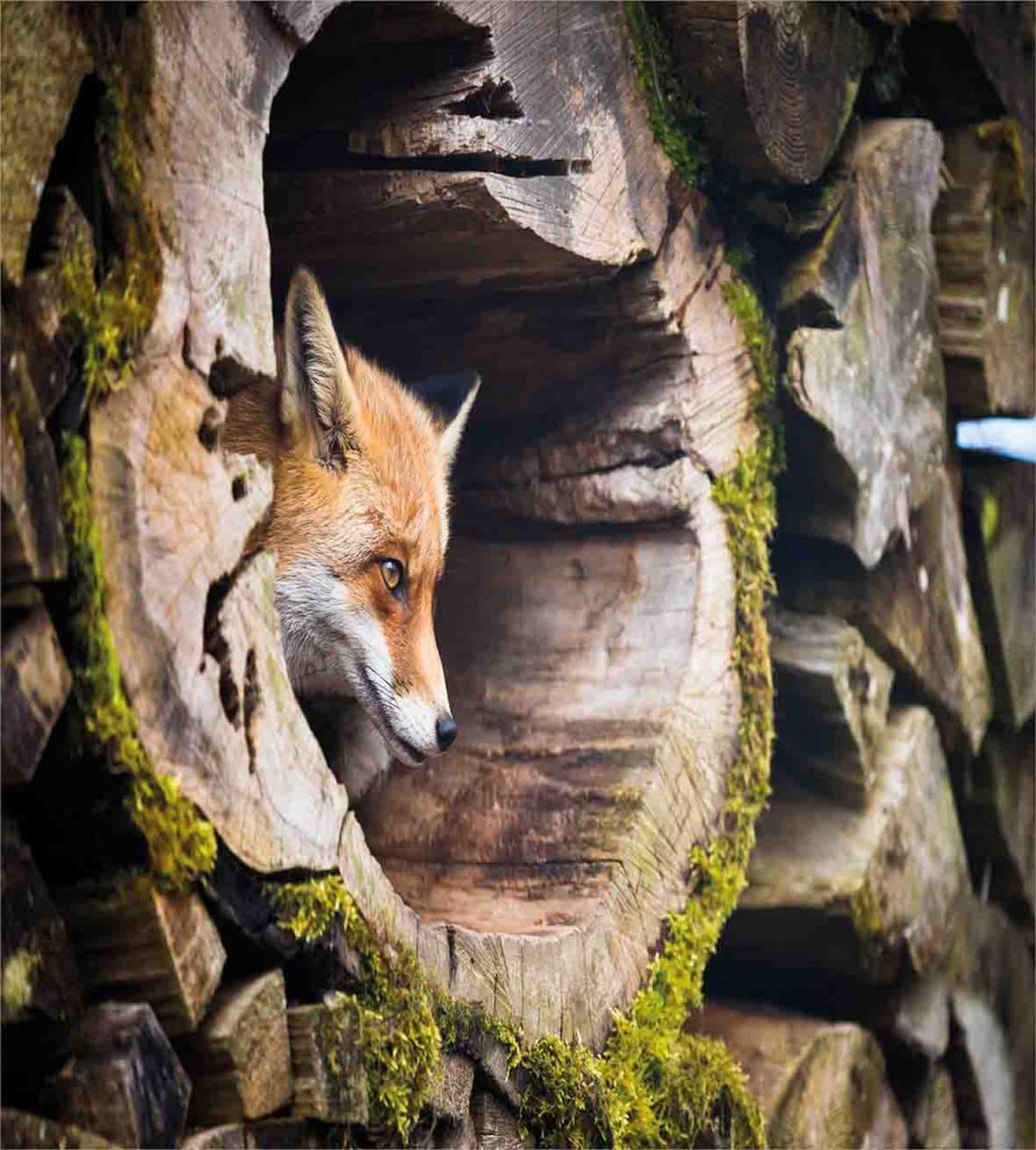 Exotic Furry Creature — Pattern
