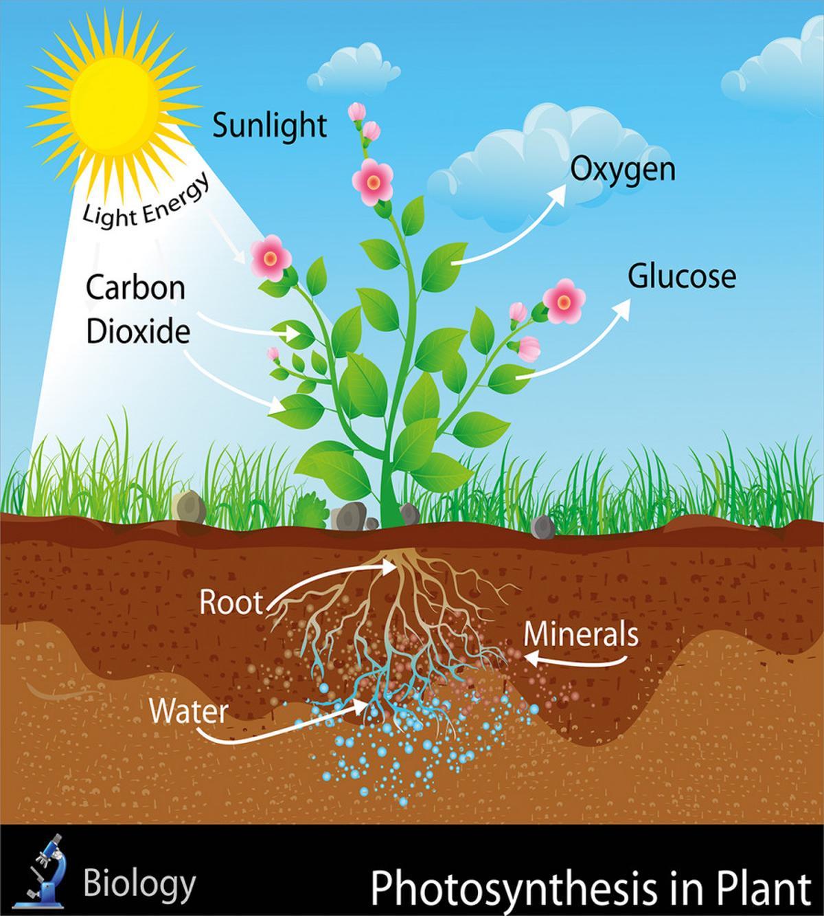 Plant Diagram Style — Pattern