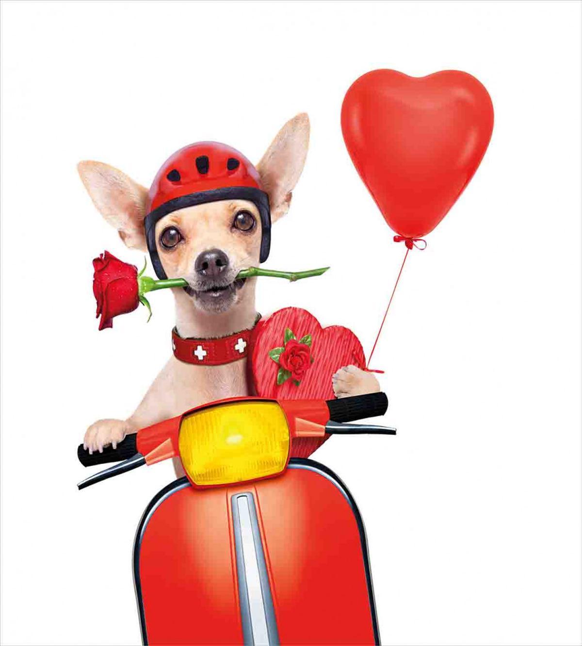Romantic Chihuahua — Pattern