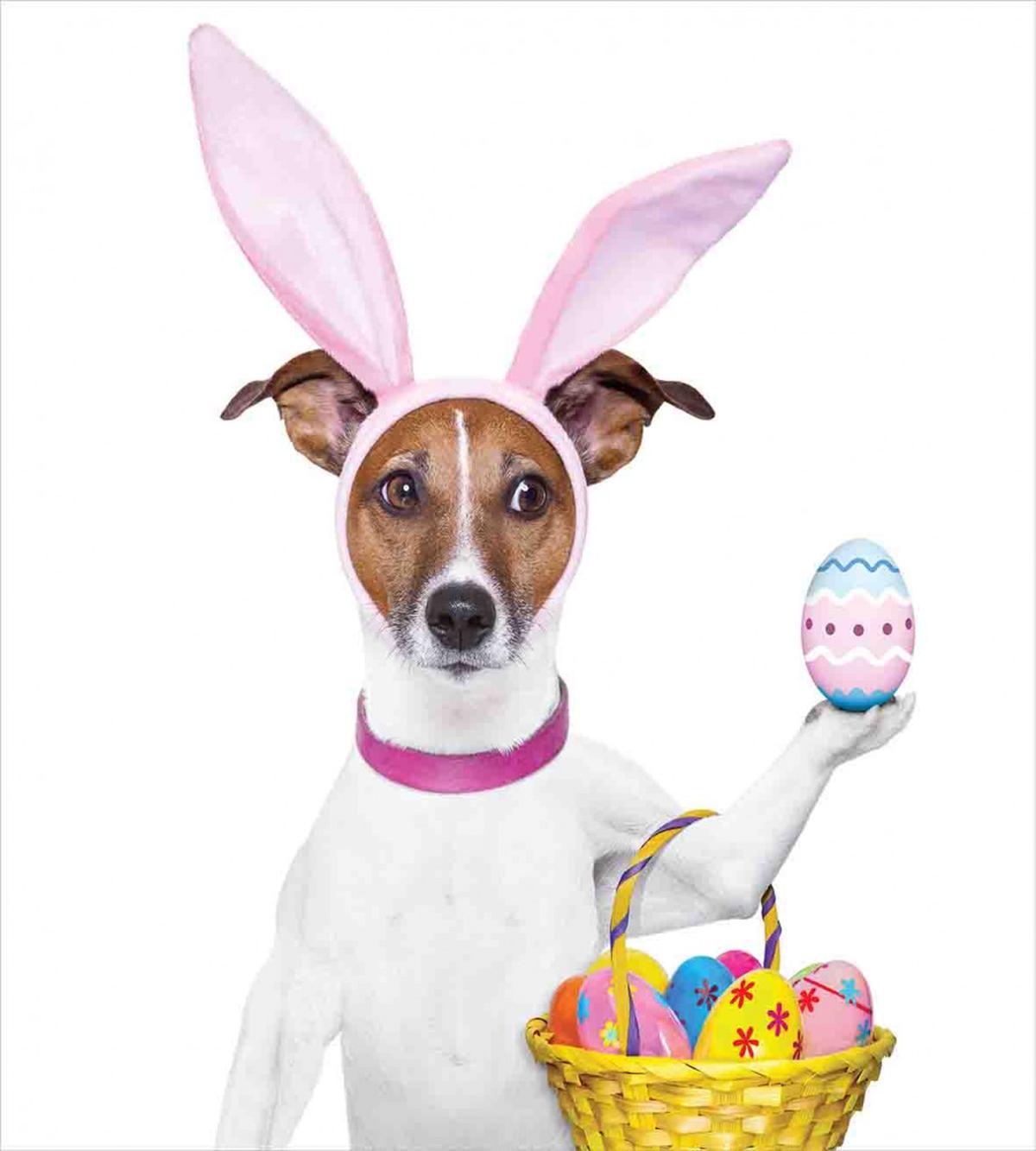 Dog as Easter Bunny — Pattern