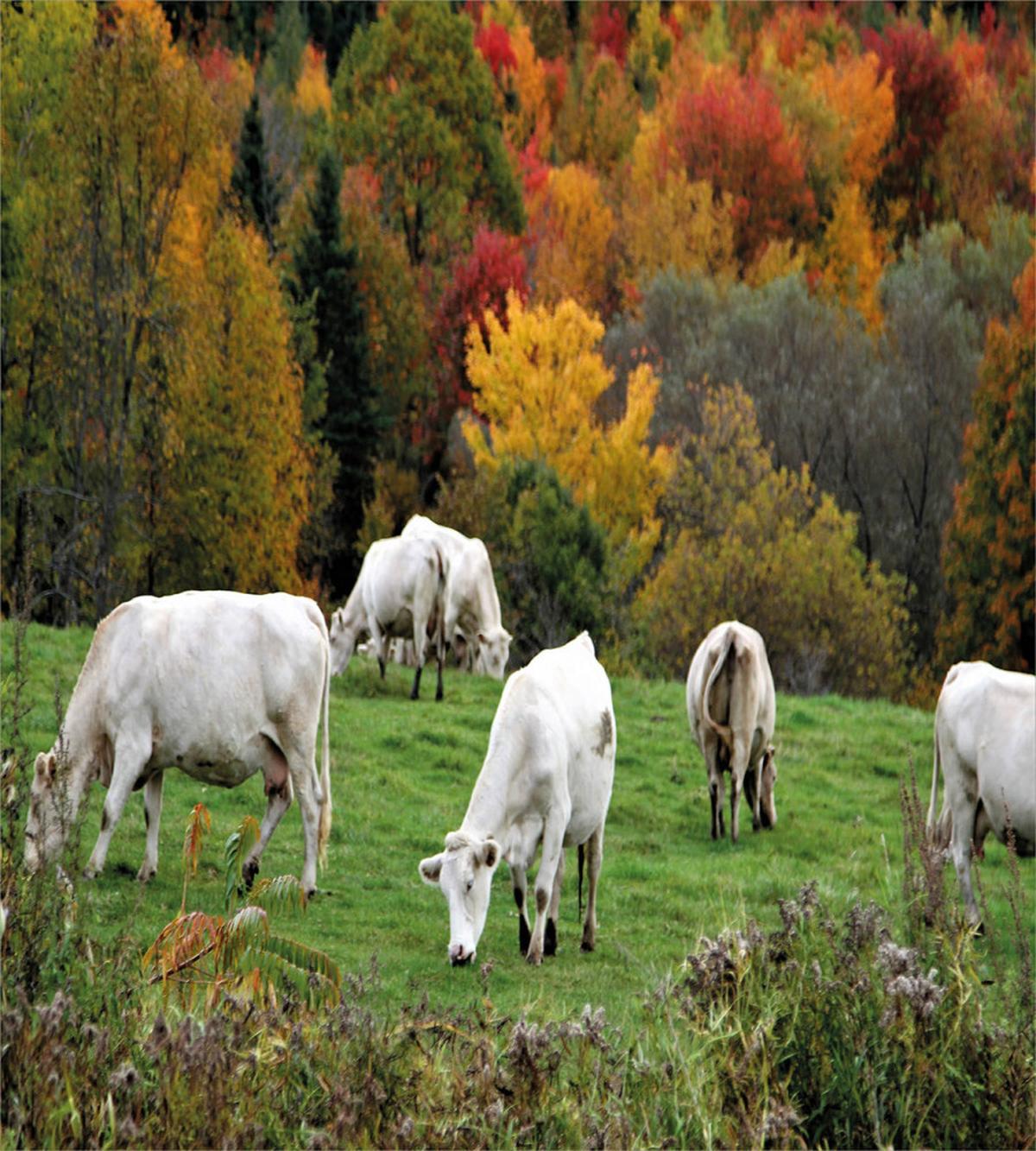 Cows on Autumn Hill — Pattern