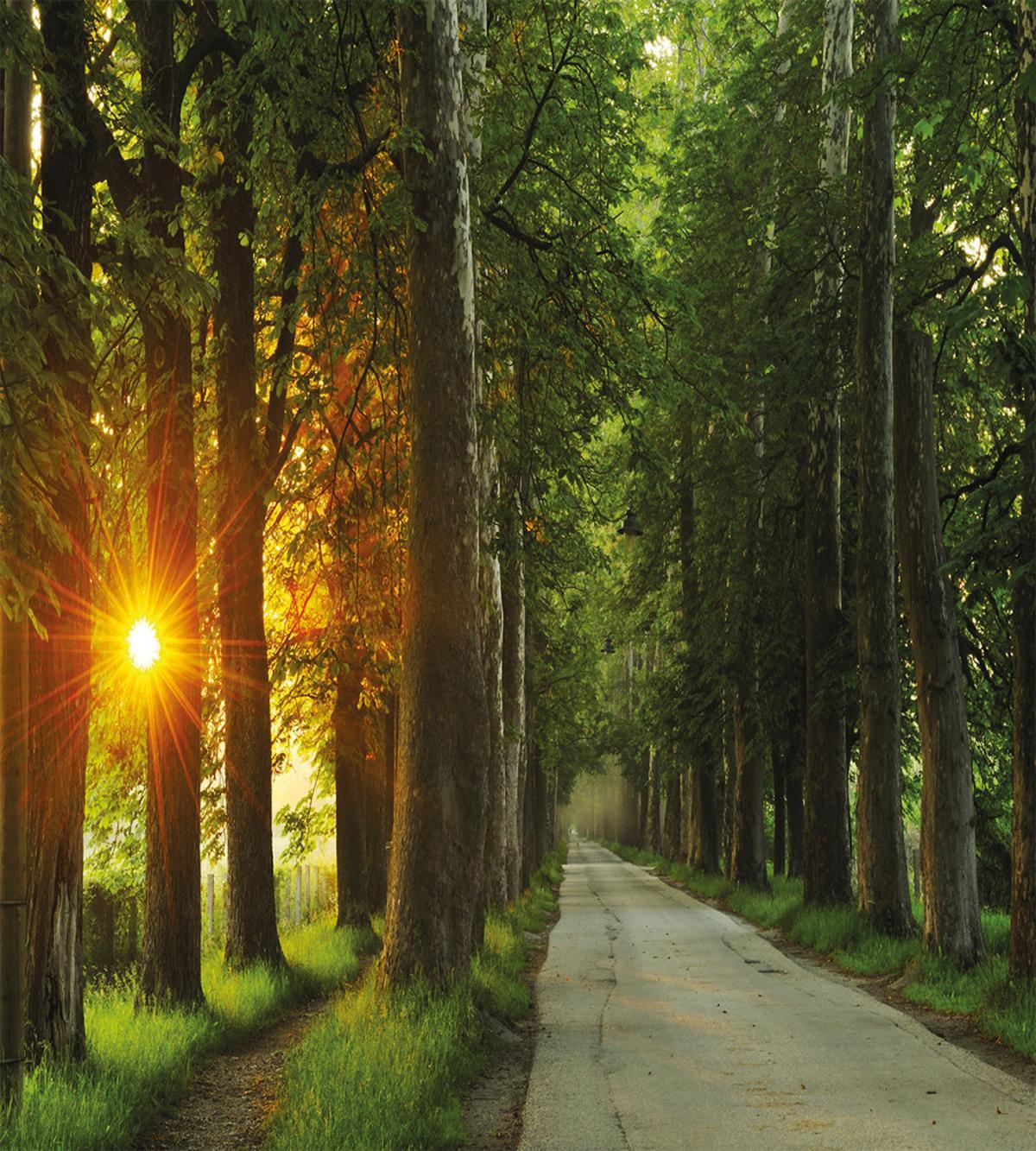 Fresh Morning Scenery — Pattern