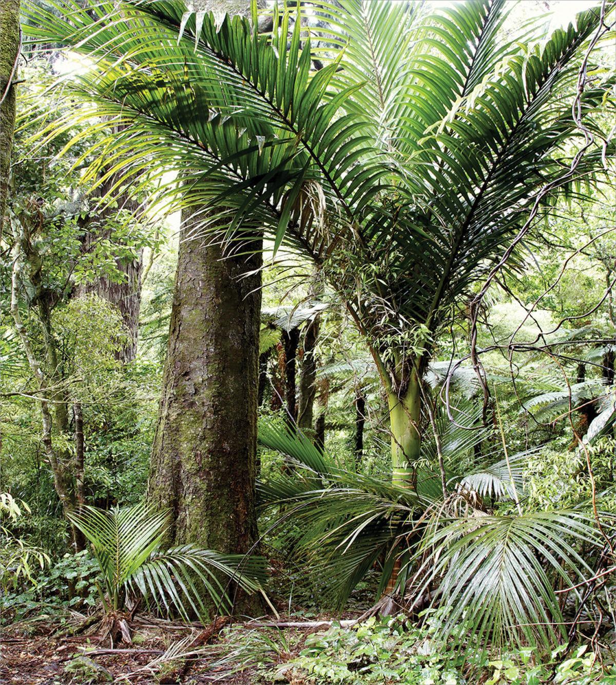 Lush Foliage Jungle — Pattern