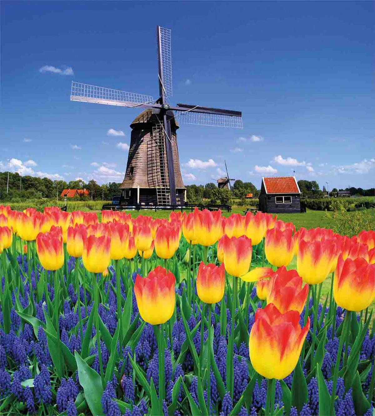 Blooming Tulip Windmill — Pattern