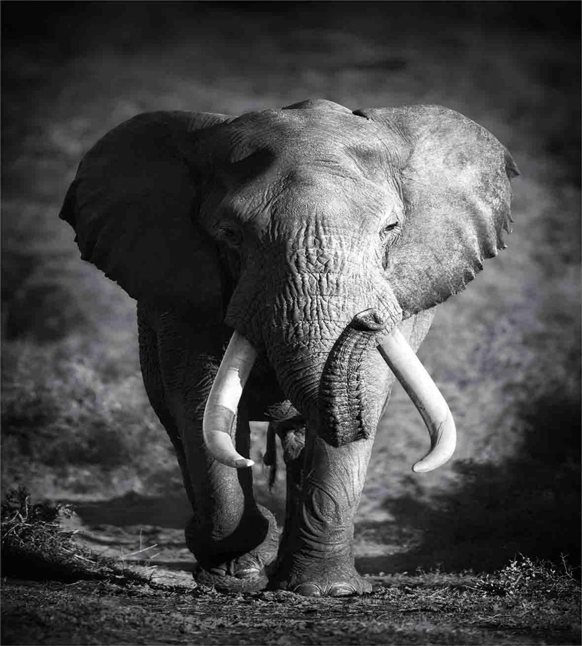 Exotic Wildlife Elephant — Pattern