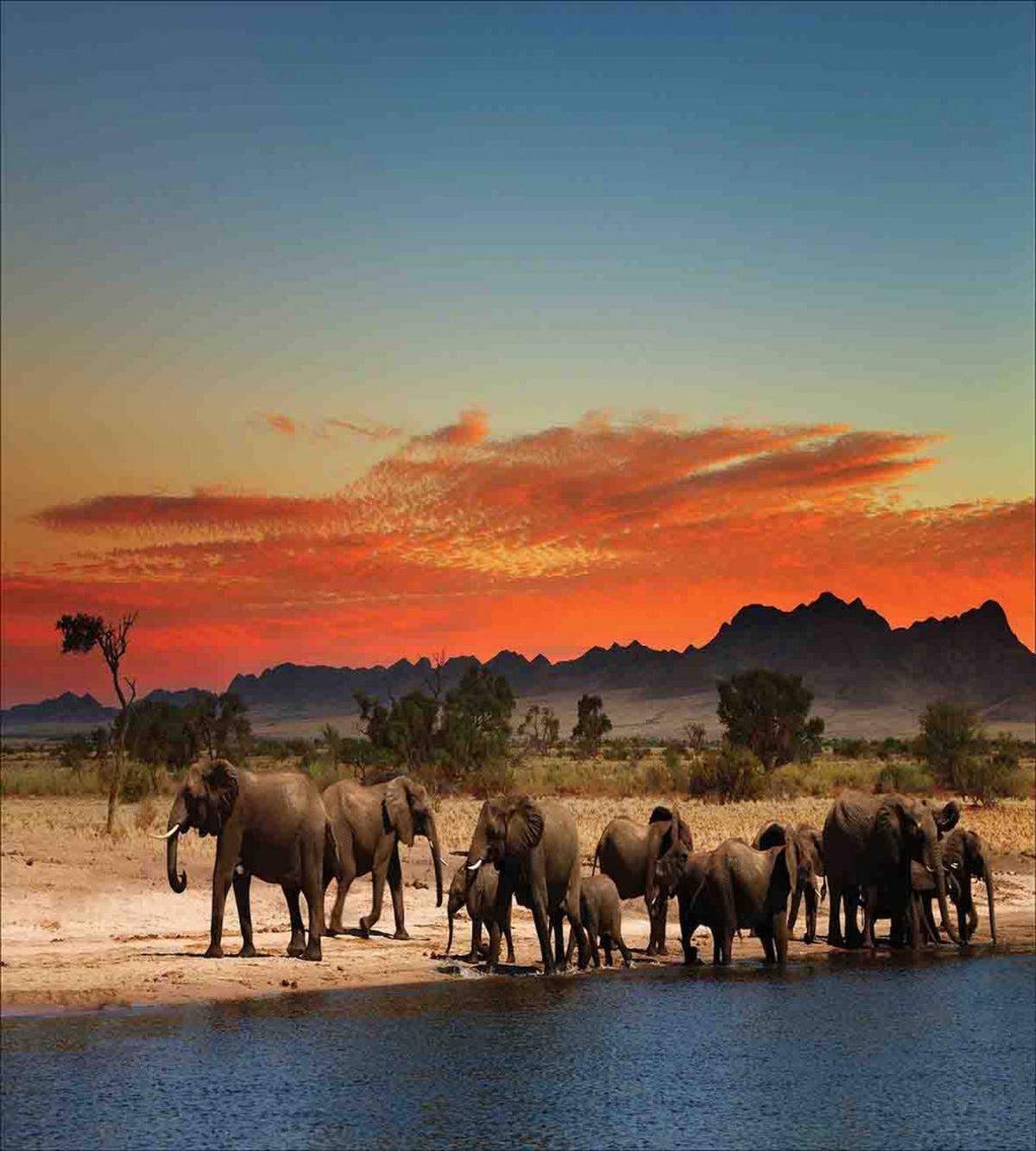 Safari Wildlife — Pattern