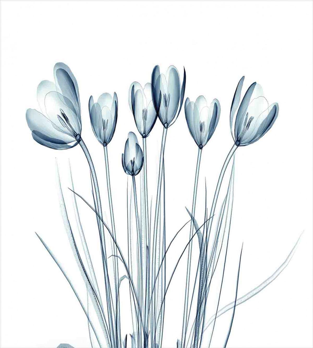 Tulips with Solar Effect — Pattern