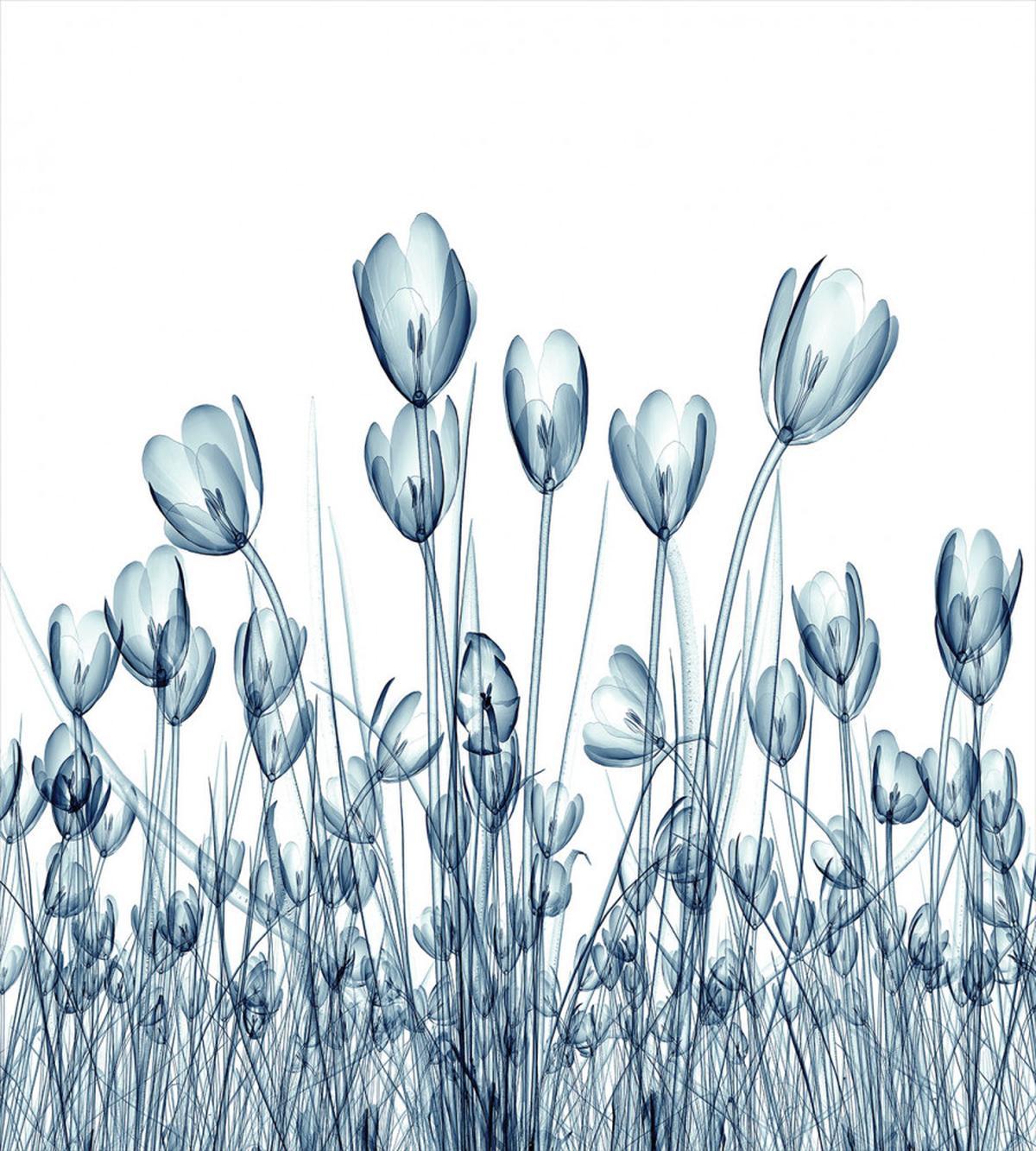 Crocus Flower Field in Xray — Pattern