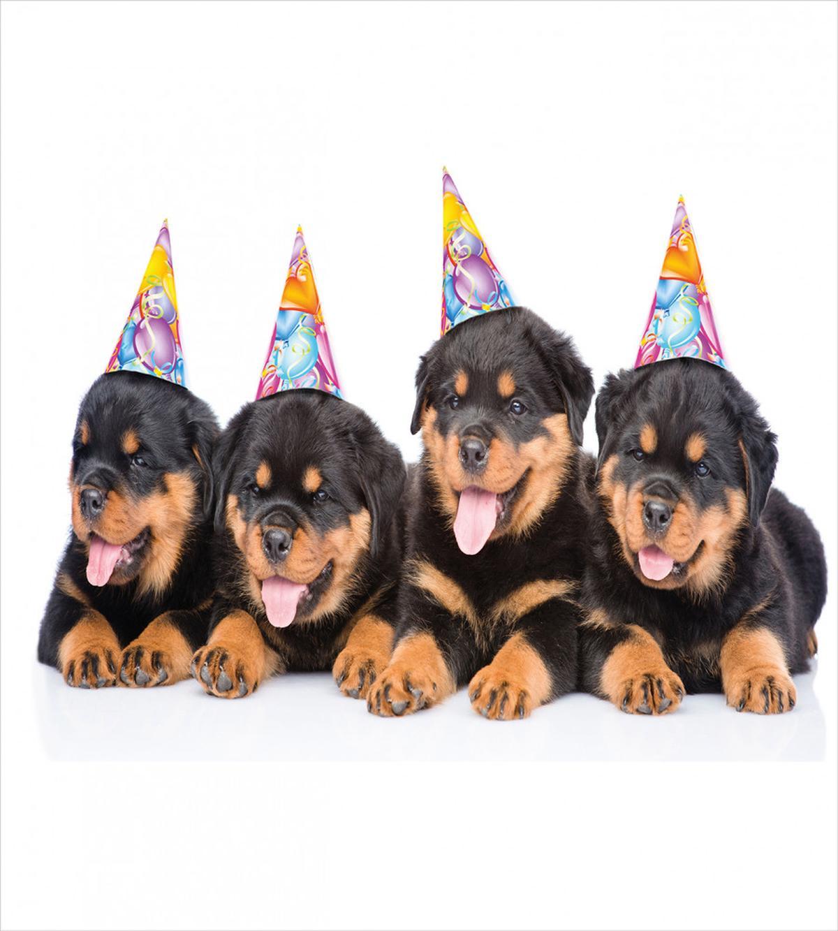 Birthday Dogs Hats — Pattern