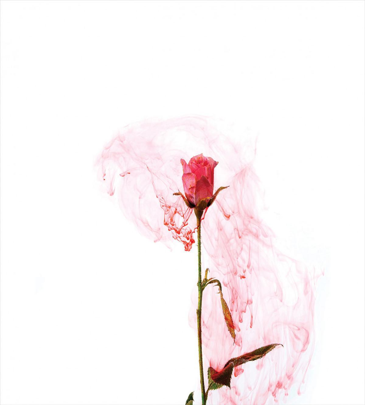 Romantic Love Rose Design — Pattern