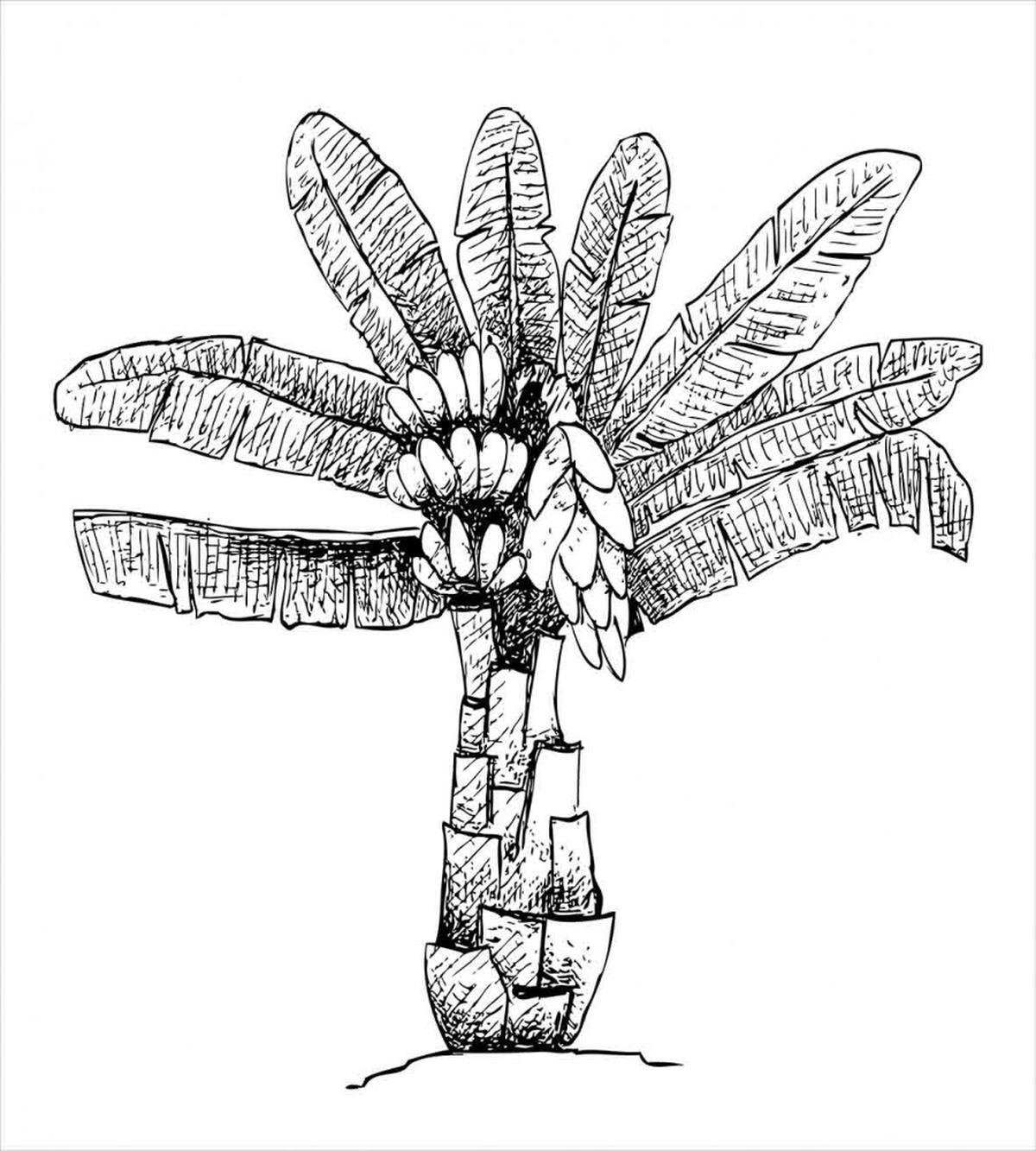 Ensete Banana Plant — Pattern