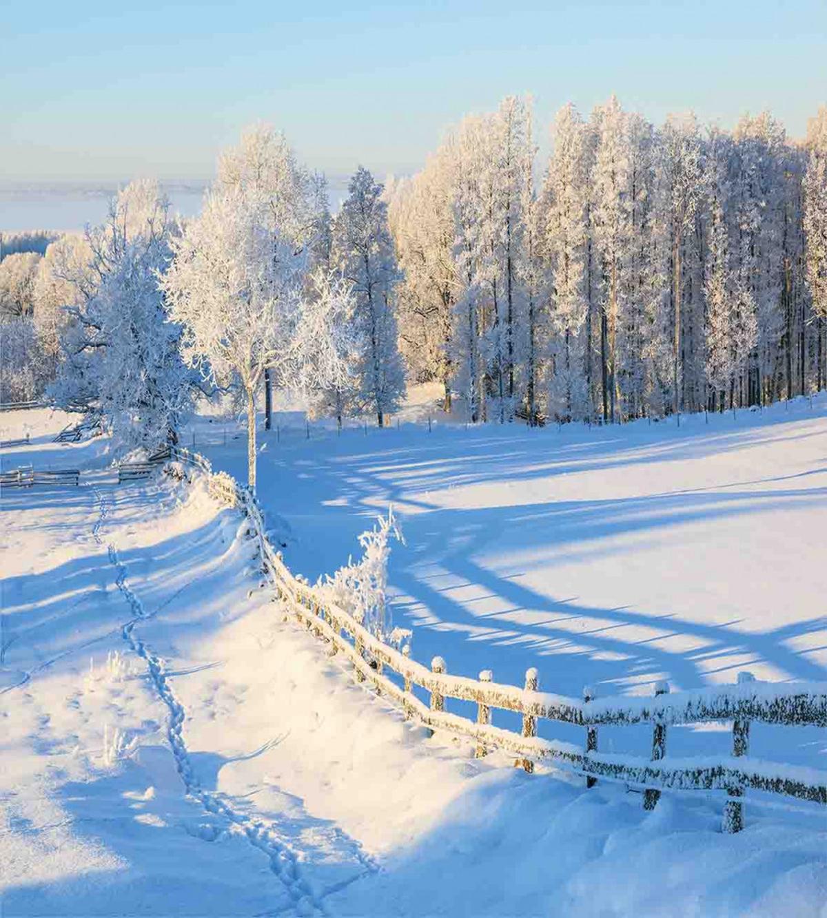 Winter Snowy Pines — Pattern