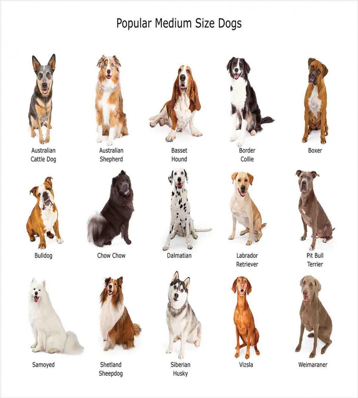 Puppy Breeds Family — Pattern