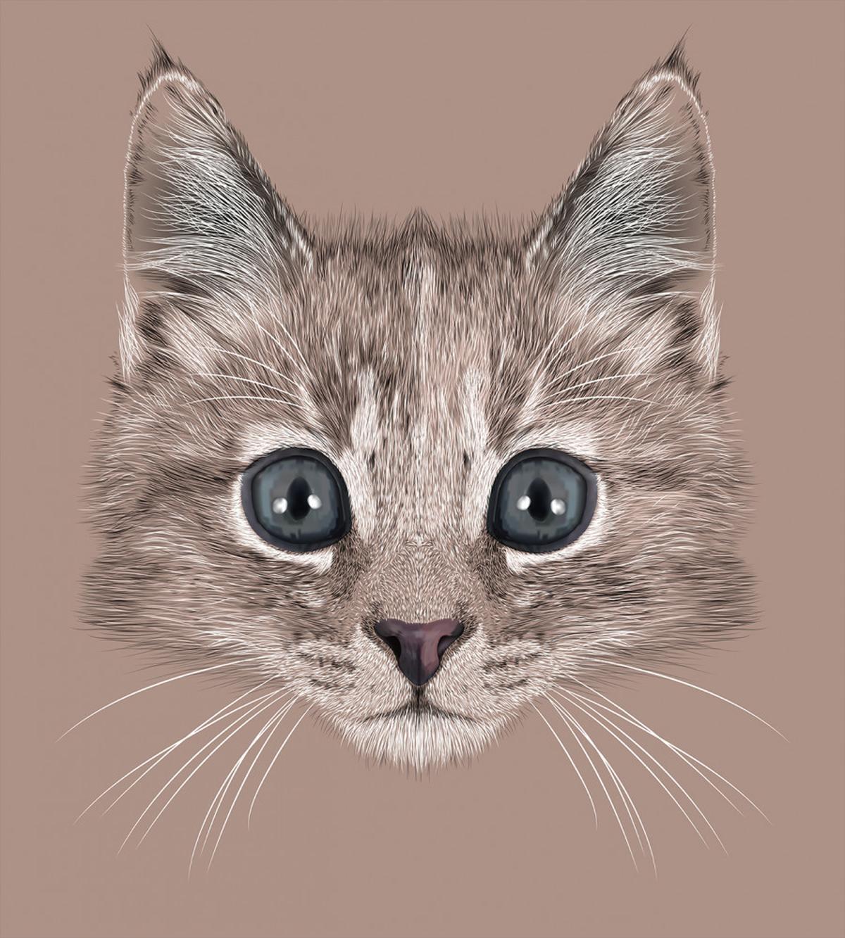 Domestic Cat Face — Pattern