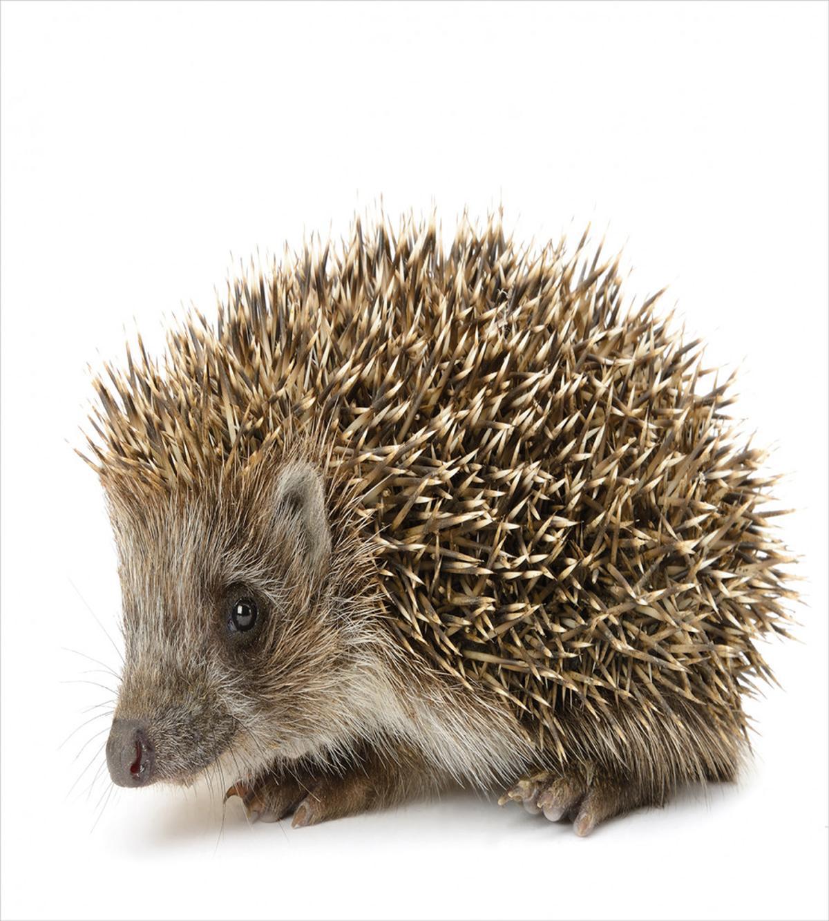 Small Mammal — Pattern