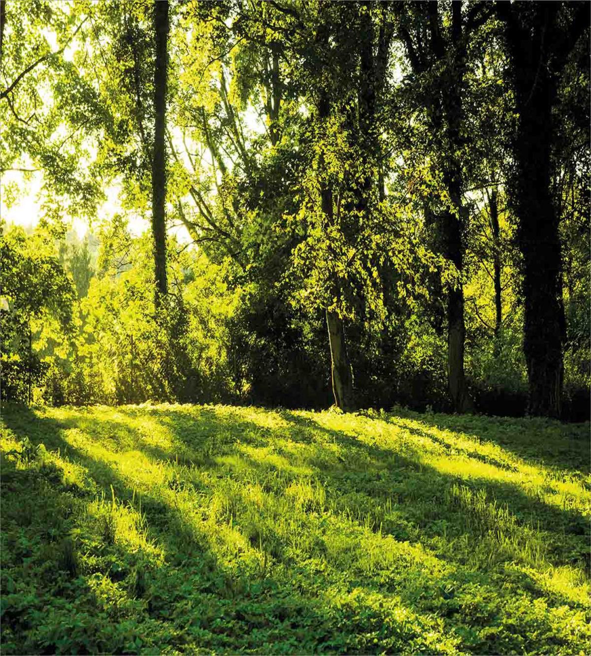 Rising Sun Beams Forest — Pattern