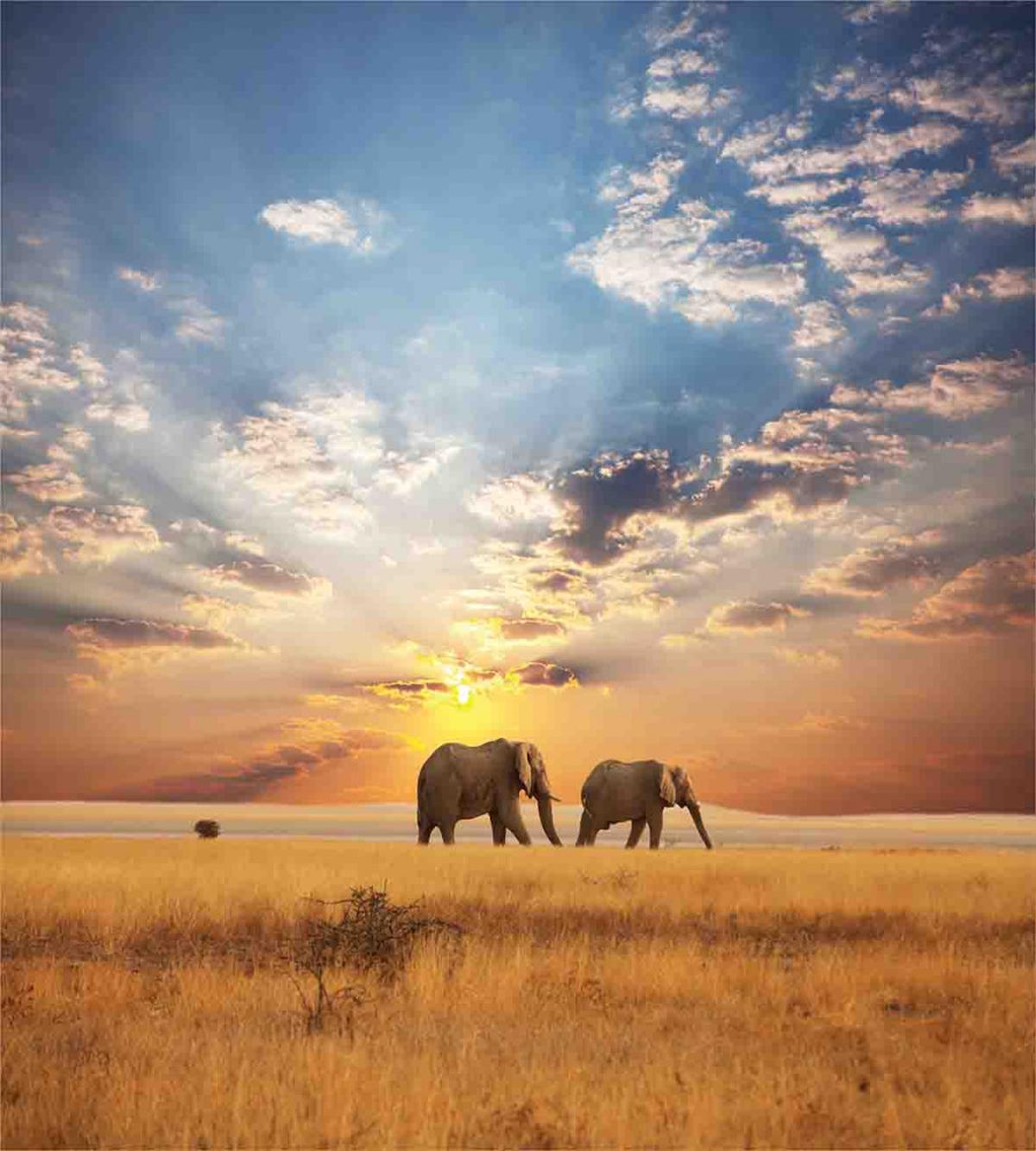 Elephants Untouched Land — Pattern