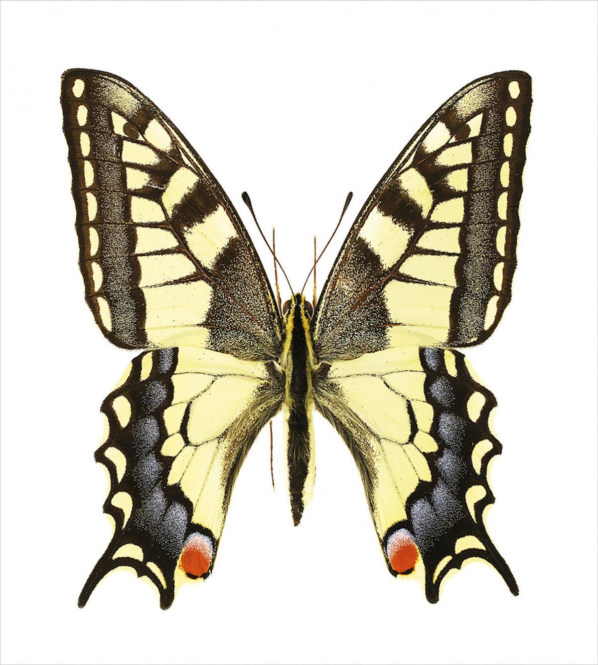 Old Papilio — Pattern
