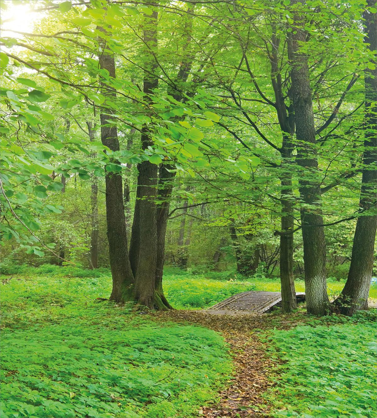 Summer Trees Tranquil — Pattern