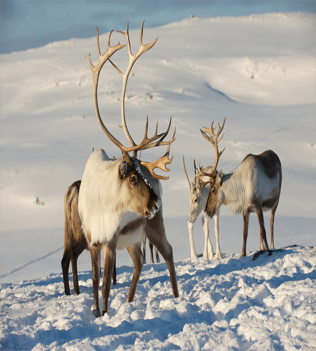 Reindeers Norway Caribou — Pattern