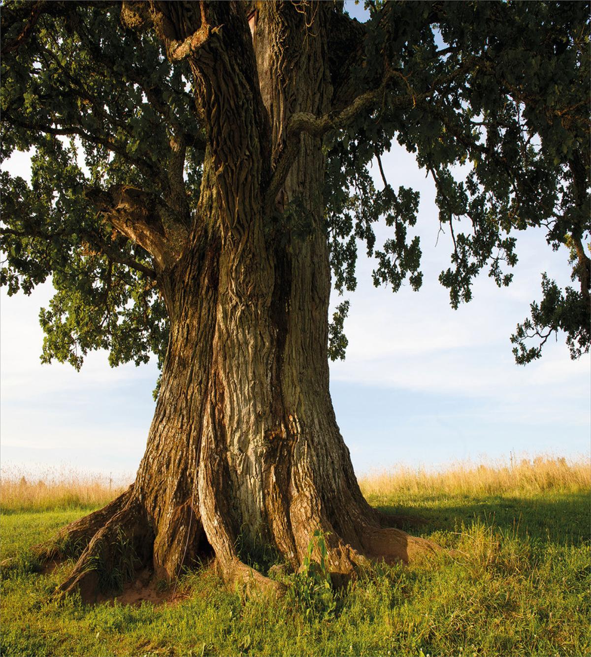 Majestic Oak Estonia Rural — Pattern