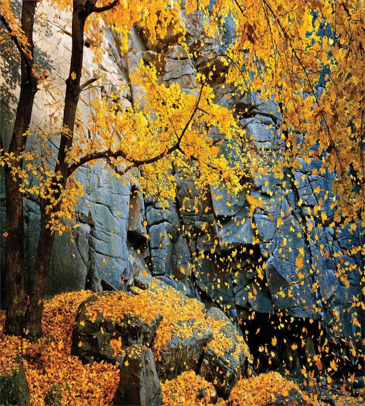 Maple Falling Leaves — Pattern