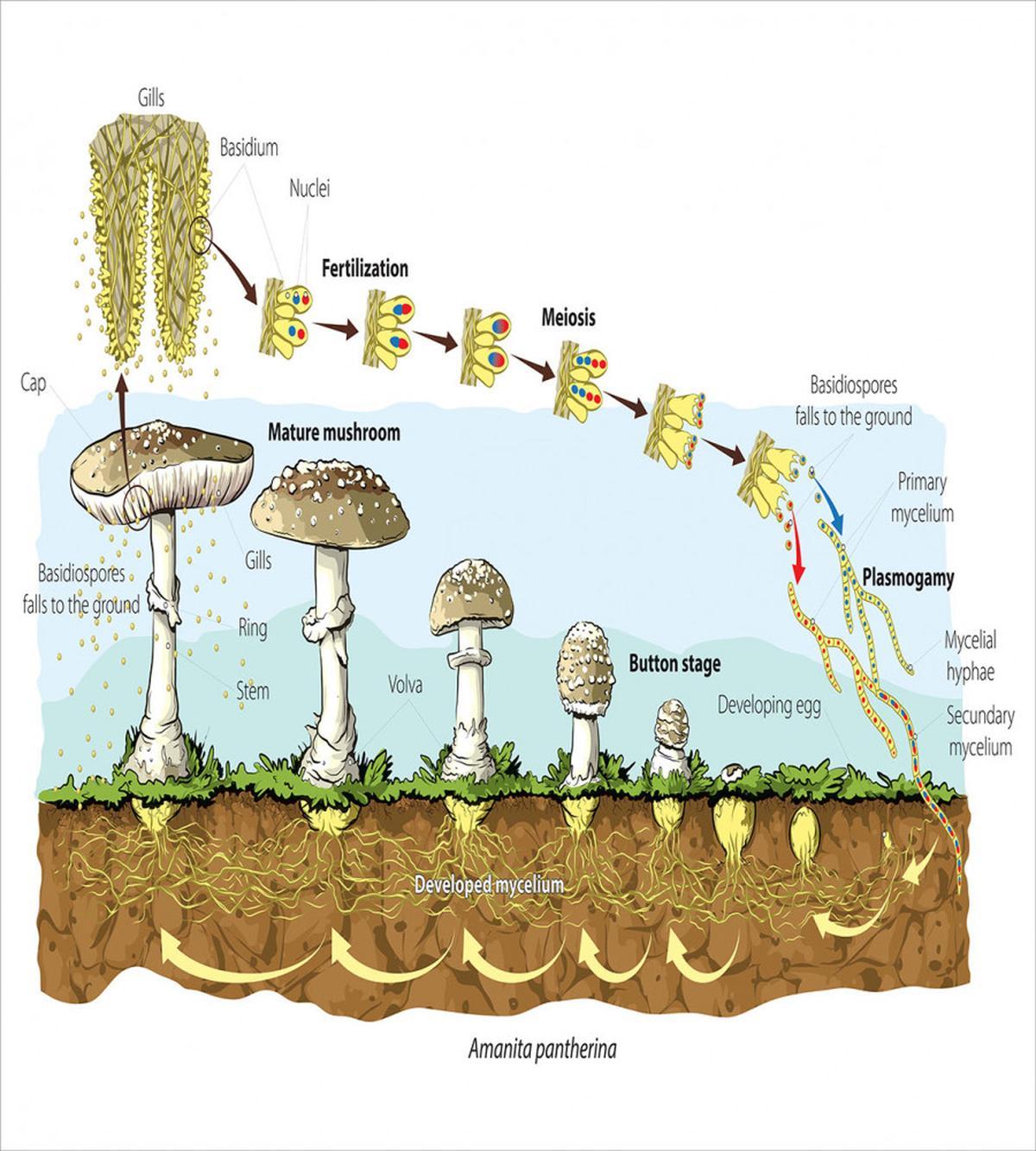 Life Cycle of Mushrooms — Pattern
