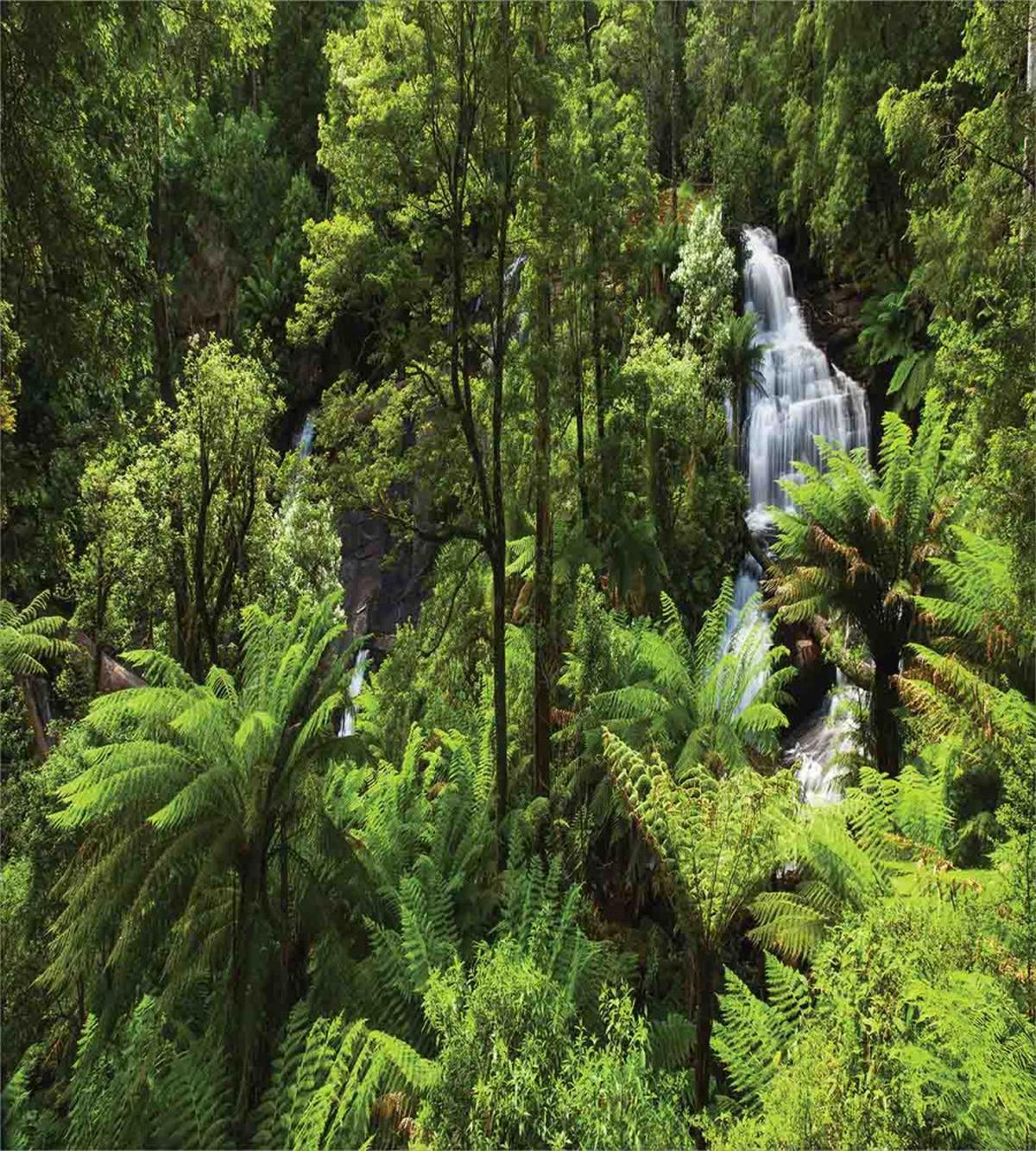 Rainforest Fall River — Pattern