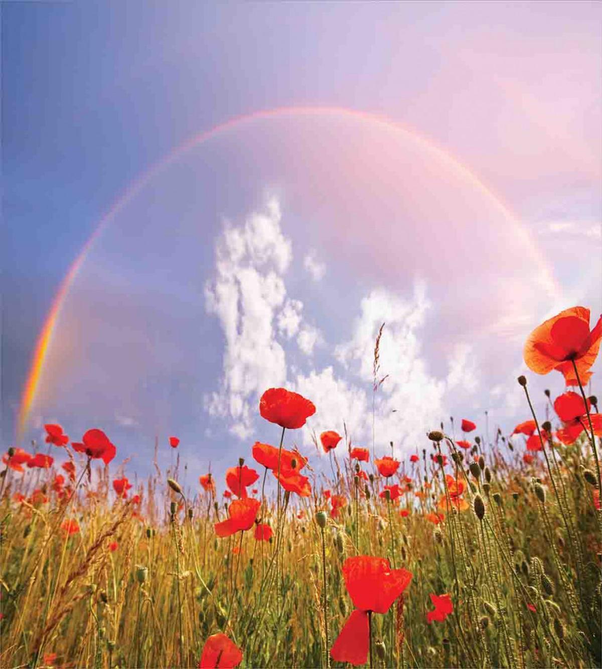 Poppy Flowers on Meadow — Pattern