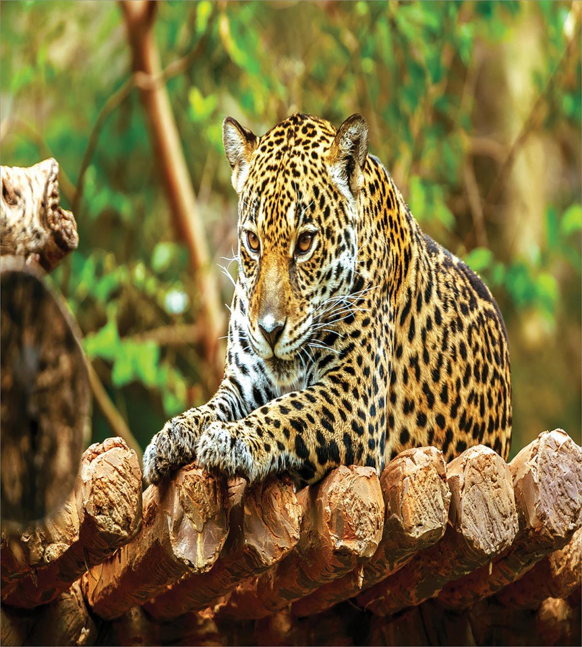 Jaguar on Wood Wild Feline — Pattern