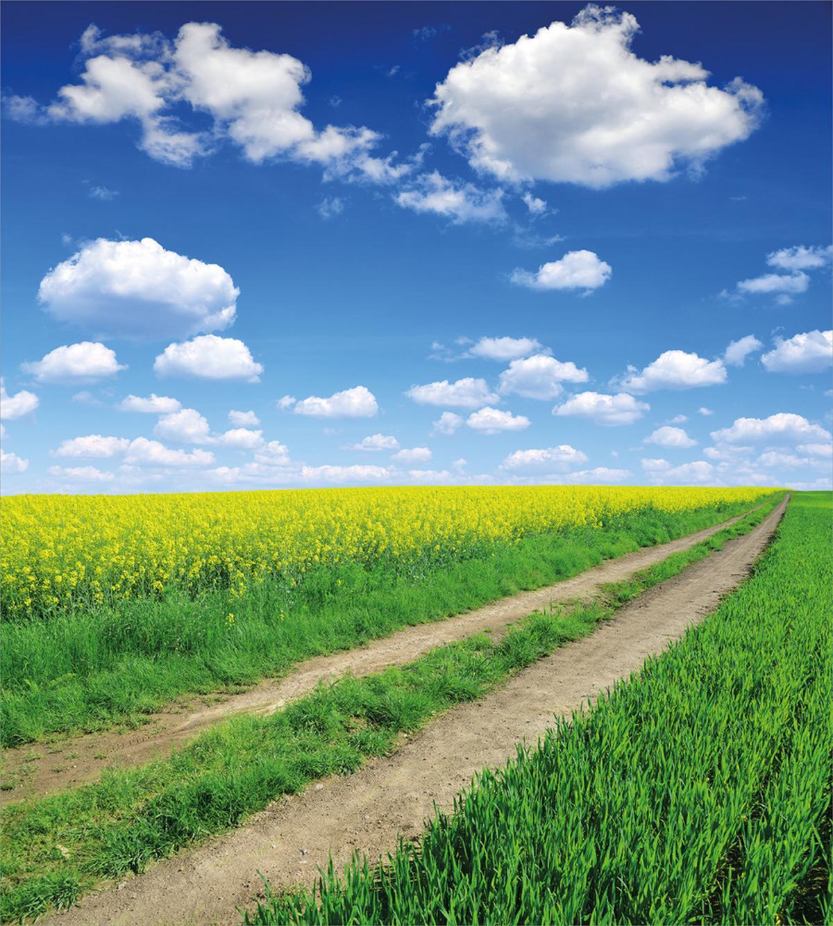 Rapeseeds Field — Pattern