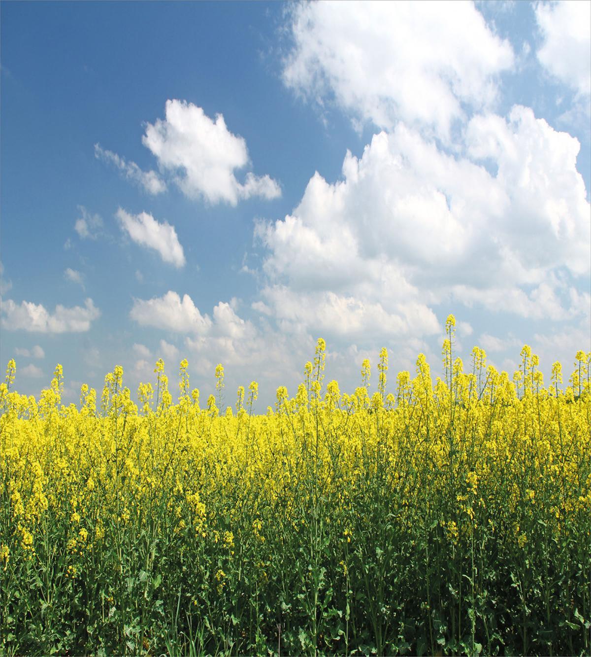 Rapeseed Field Germany — Pattern