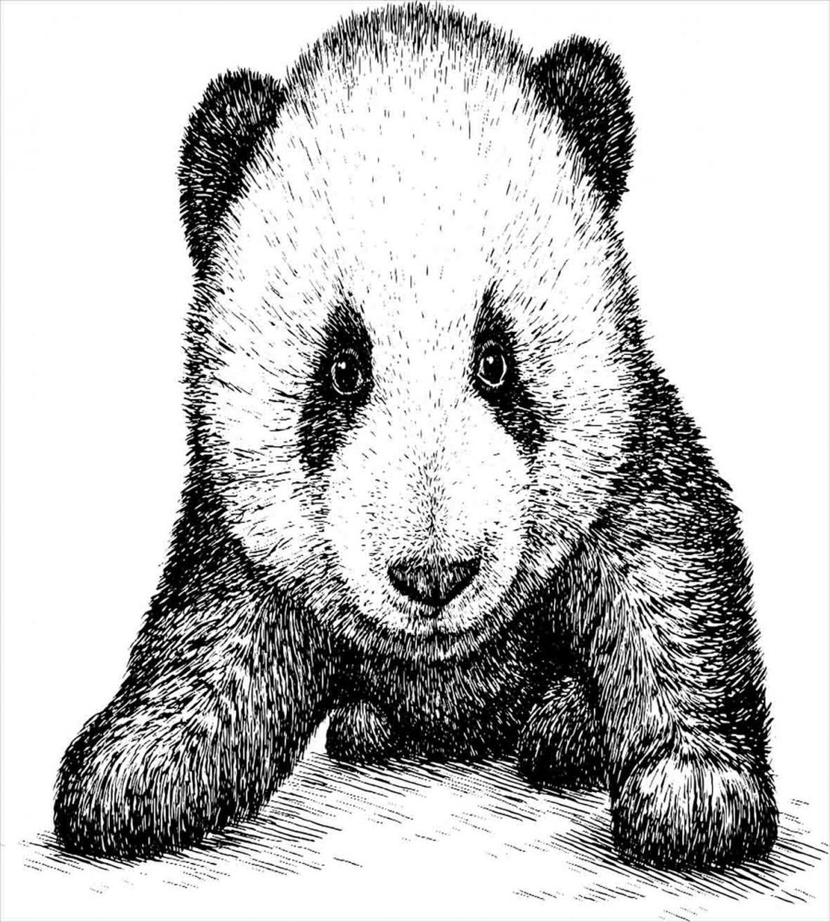 Baby Panda Bear Sketch — Pattern
