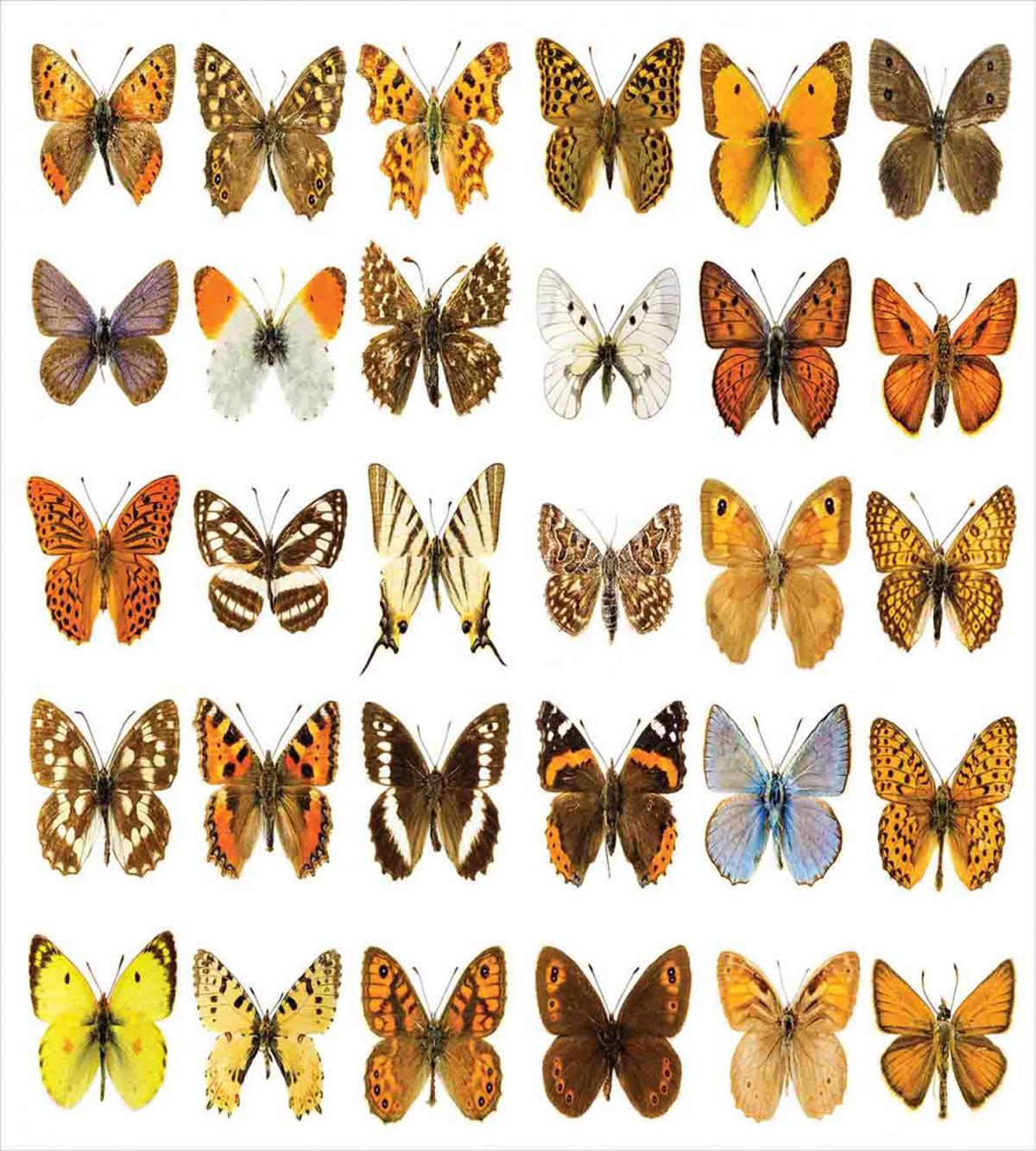 Butterfly Miracle Wing — Pattern