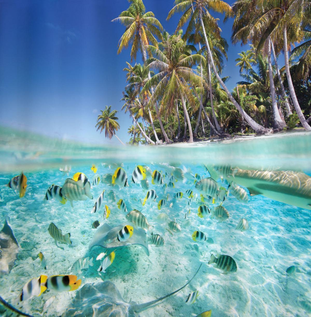 Butterflyfish Ocean Palm — Pattern