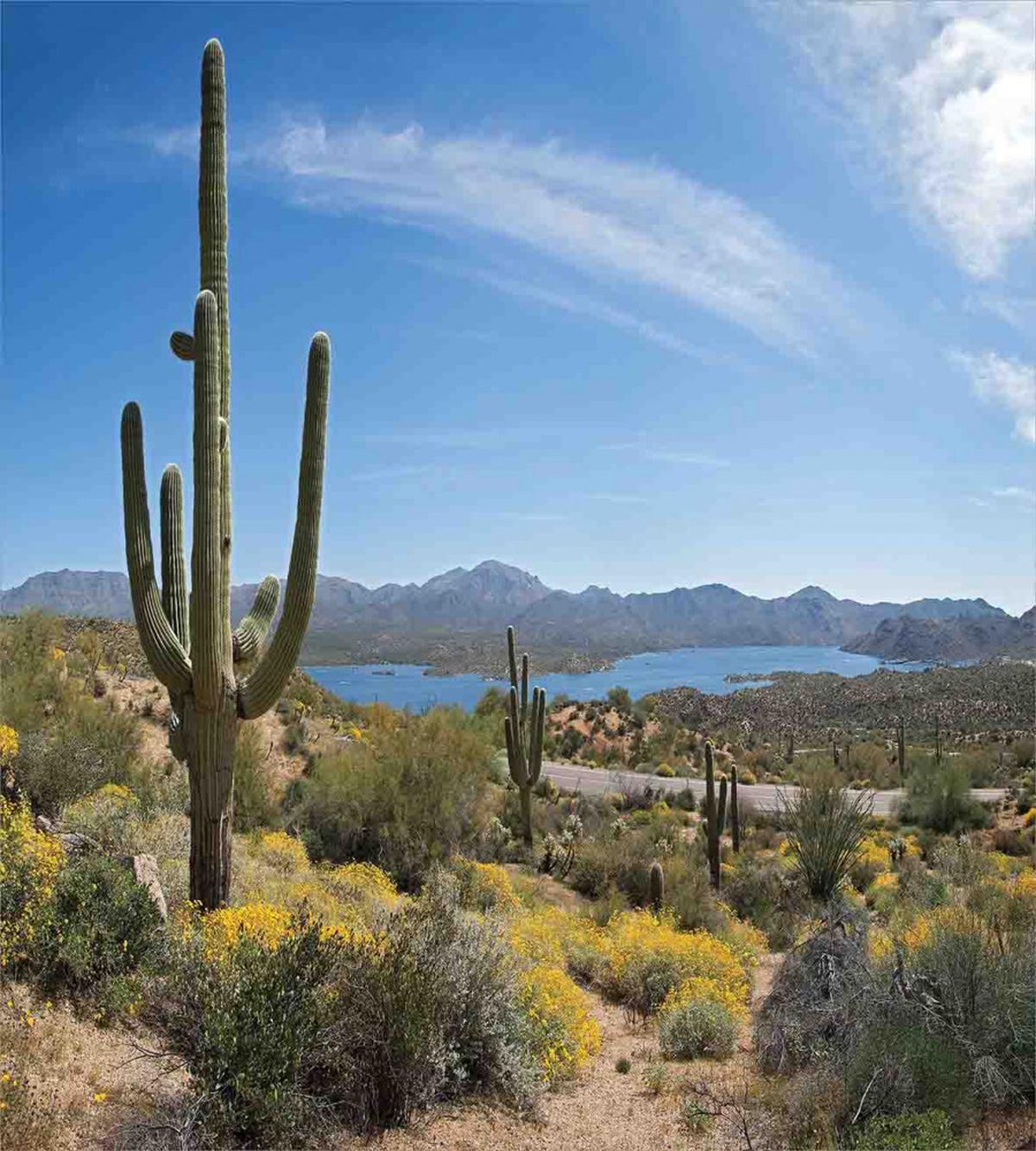 Cactus on the Valley — Pattern