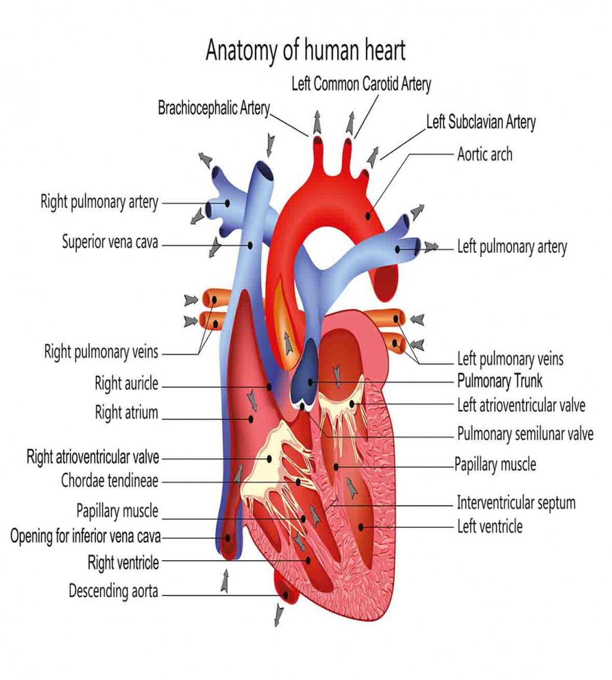 Human Body Organ — Pattern