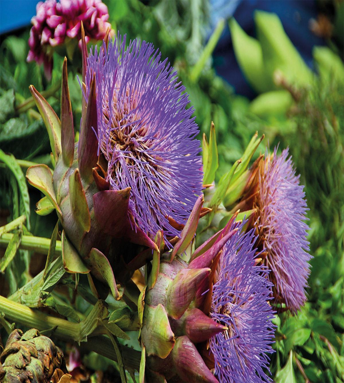 Mediterranean Flora — Pattern