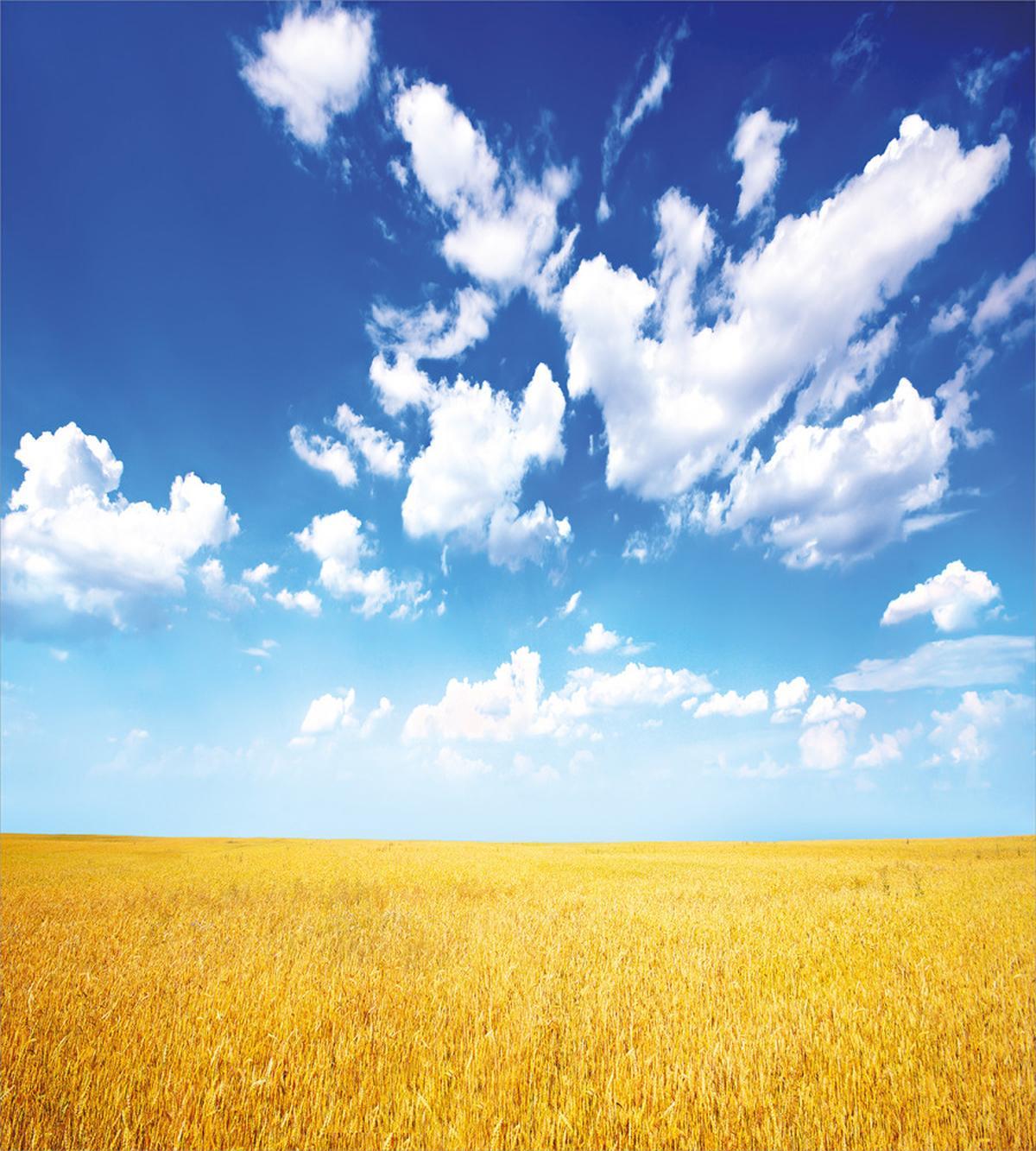 Wheat Field Summer — Pattern