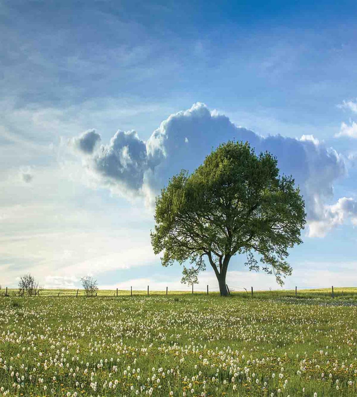 Tree on Field Summer — Pattern