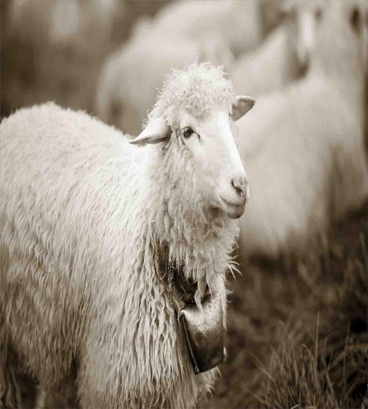 Fluffy Wooly Sheep Herd — Pattern