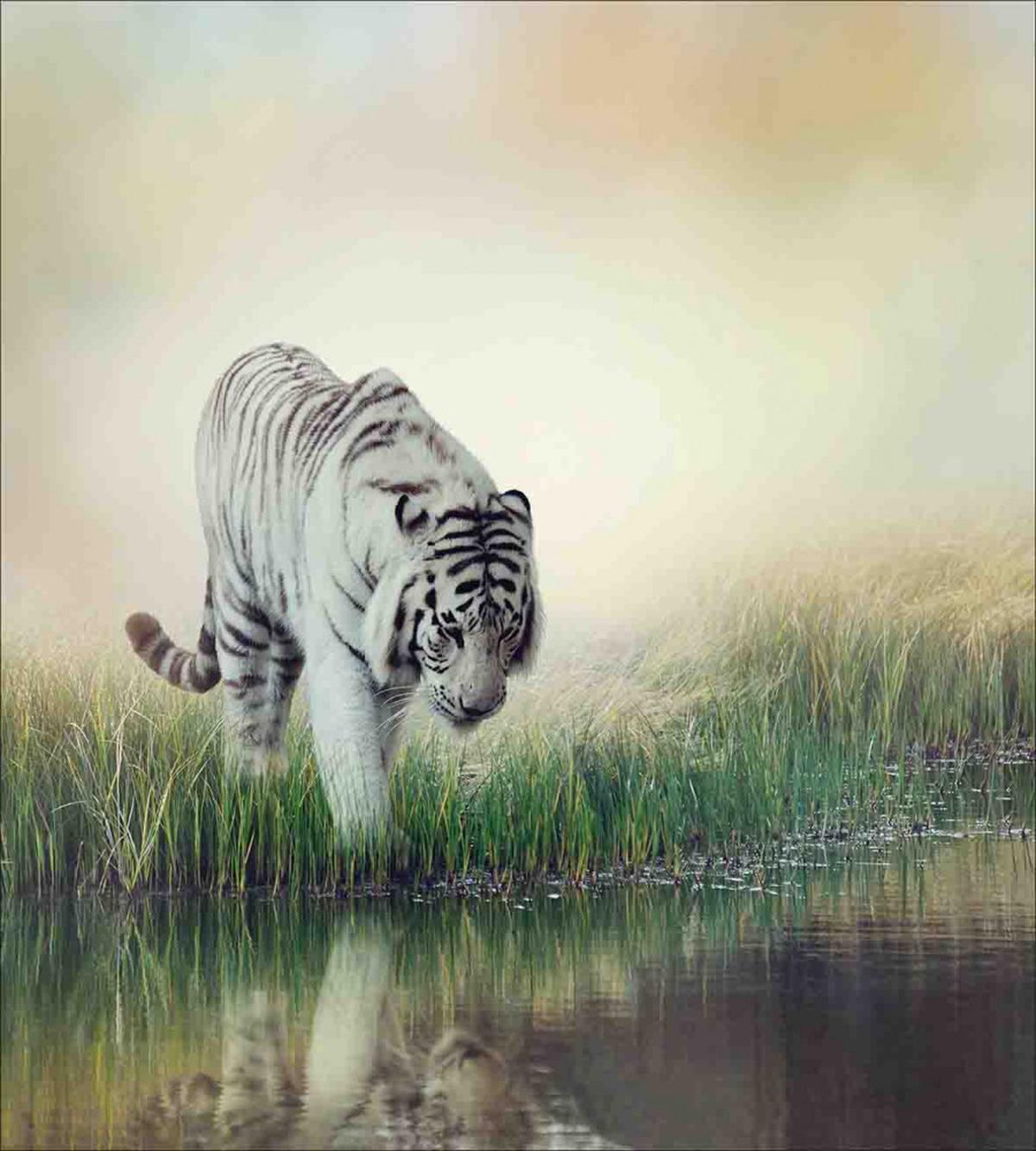 Albino Tiger Near a River — Pattern
