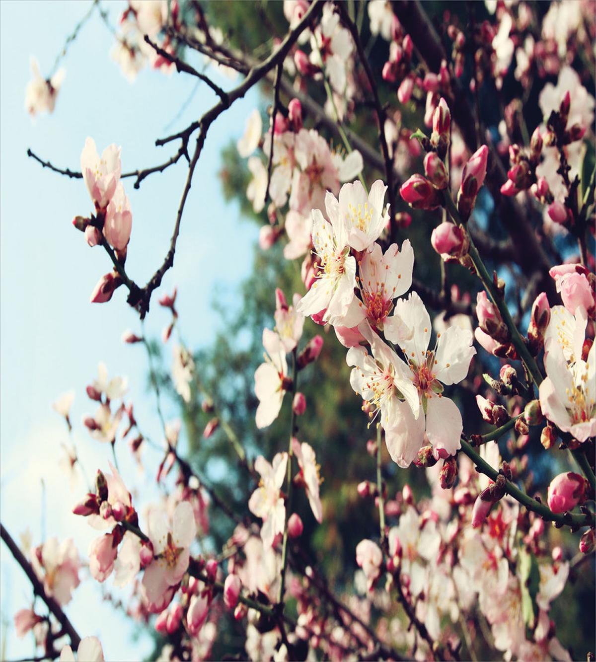 Vintage Style Bloom — Pattern